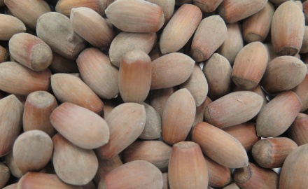 Visualizza la notizia: Nocciole di Austis: la Nughedda si fa in 10 al Repertorio Visualizza la notizia: Nocciole di Austis: la Nughedda si fa in 10 al Repertorio