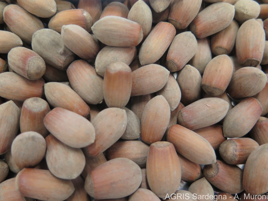 Nocciole di Austis: la Nughedda si fa in 10 al Repertorio