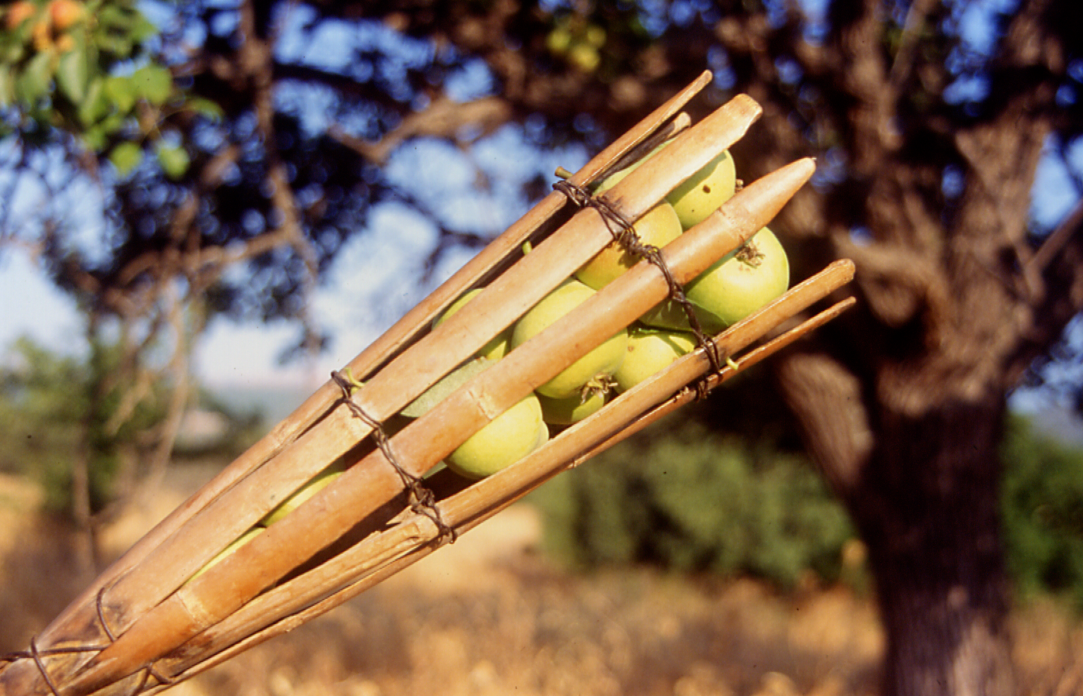 Sistema di raccolta con "Cannuga"