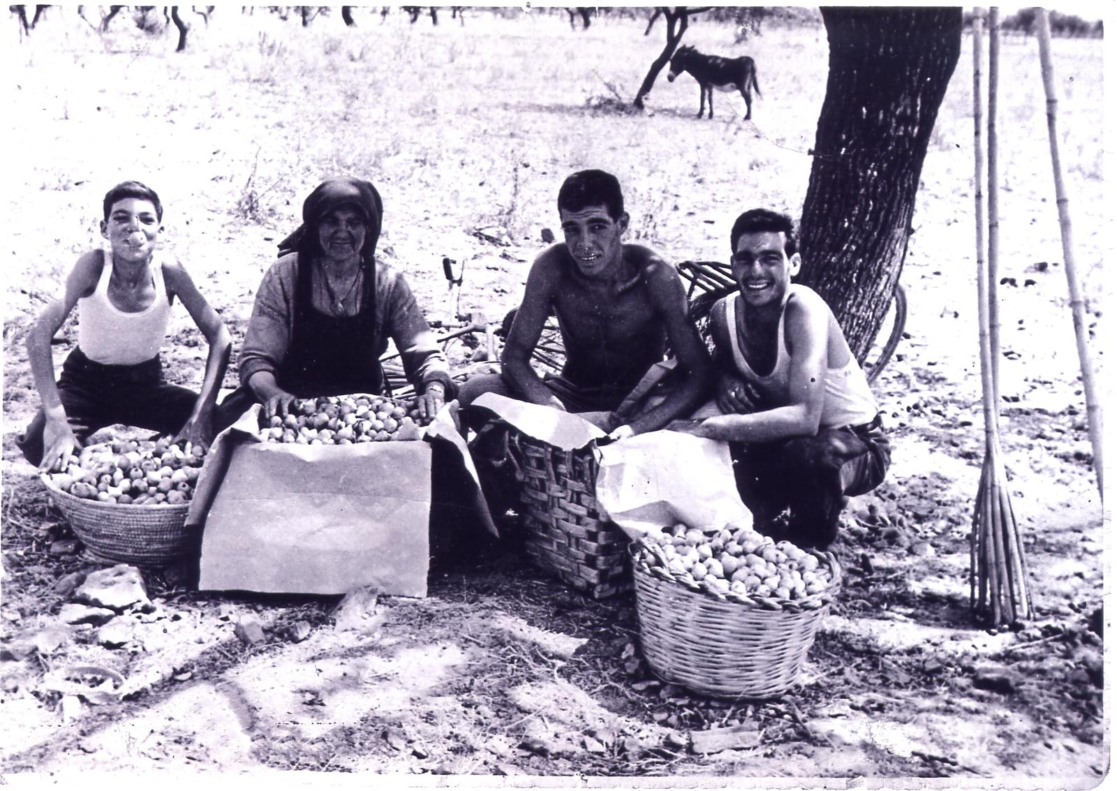 Raccolta Camusina e attrezzi-anno 1956