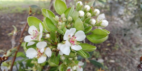 Pira Camusina di Vallermosa