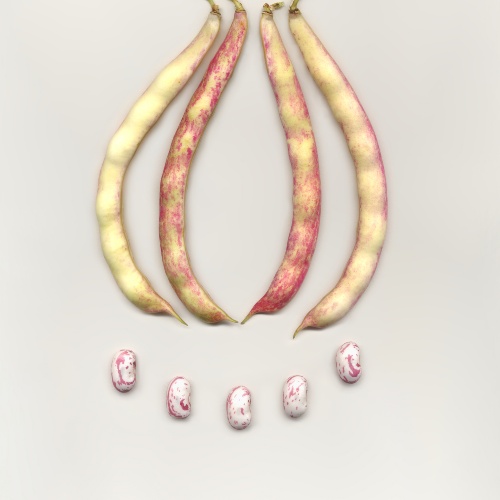 AVISEDDA PINTA o ISCRITTA