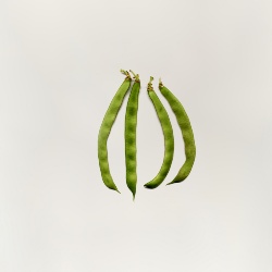 AVISEDDA PINTA o ISCRITTA