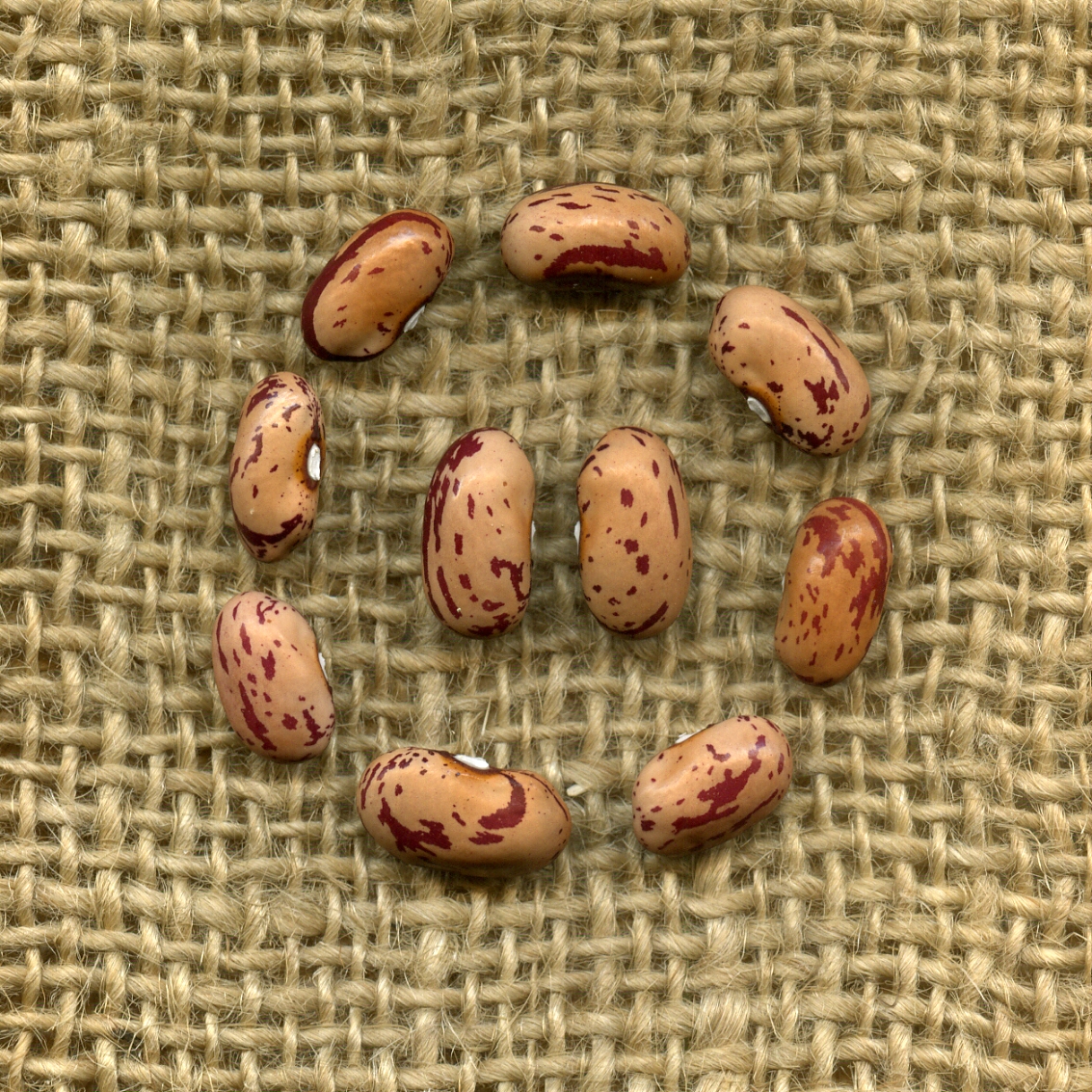 Visualizza la notizia: PAT e FAGIOLI: da ORGOSOLO e GAVOI una "ricetta" per salvare la biodiversità.