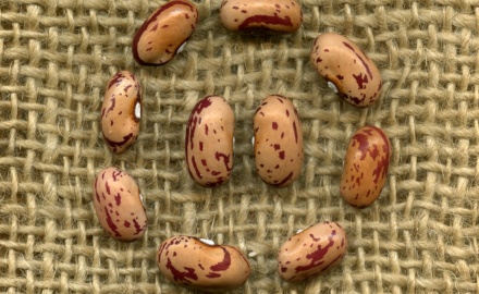 Visualizza la notizia: PAT e FAGIOLI: da ORGOSOLO e GAVOI una "ricetta" per salvare la biodiversità. Visualizza la notizia: PAT e FAGIOLI: da ORGOSOLO e GAVOI una "ricetta" per salvare la biodiversità.