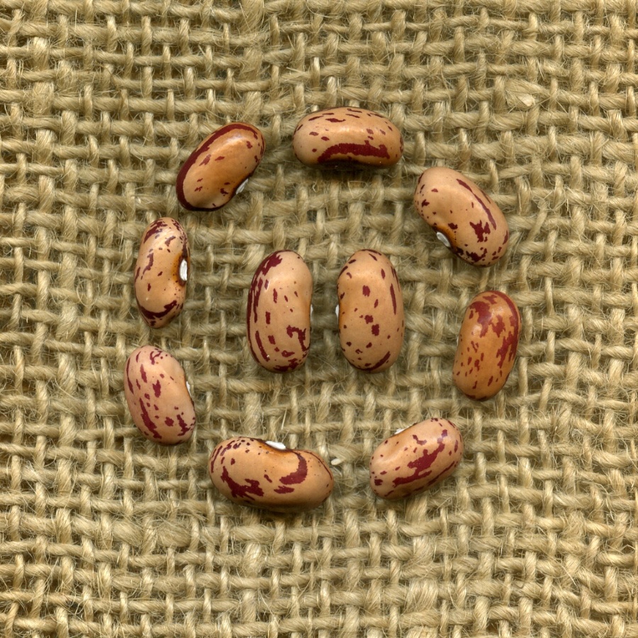 PAT e FAGIOLI: da ORGOSOLO e GAVOI una "ricetta" per salvare la biodiversità.