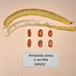 AVISEDDA PINTA o ISCRITTA