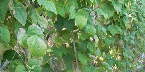 AVISEDDA PINTA o ISCRITTA