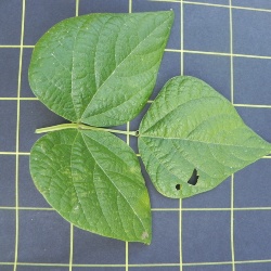 AVISEDDA PINTA o ISCRITTA