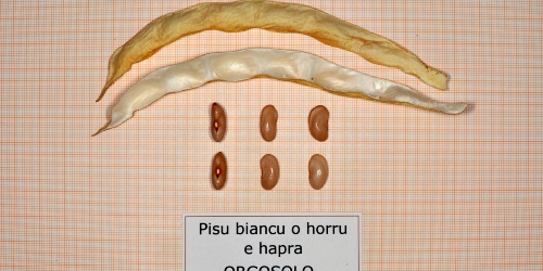 HORRU 'E HAPRA