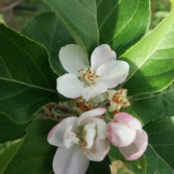 Trempa Orrùbia: fiori