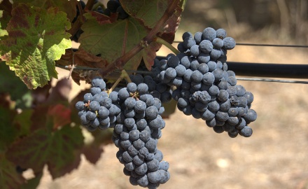 Visualizza la notizia: 32 Vitigni autoctoni sardi iscritti al Repertorio della bioversità agricola regionale  Visualizza la notizia: 32 Vitigni autoctoni sardi iscritti al Repertorio della bioversità agricola regionale