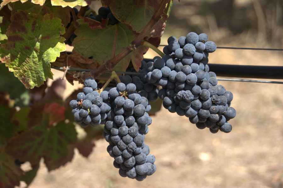 Repertorio dell'agrobiodiversità