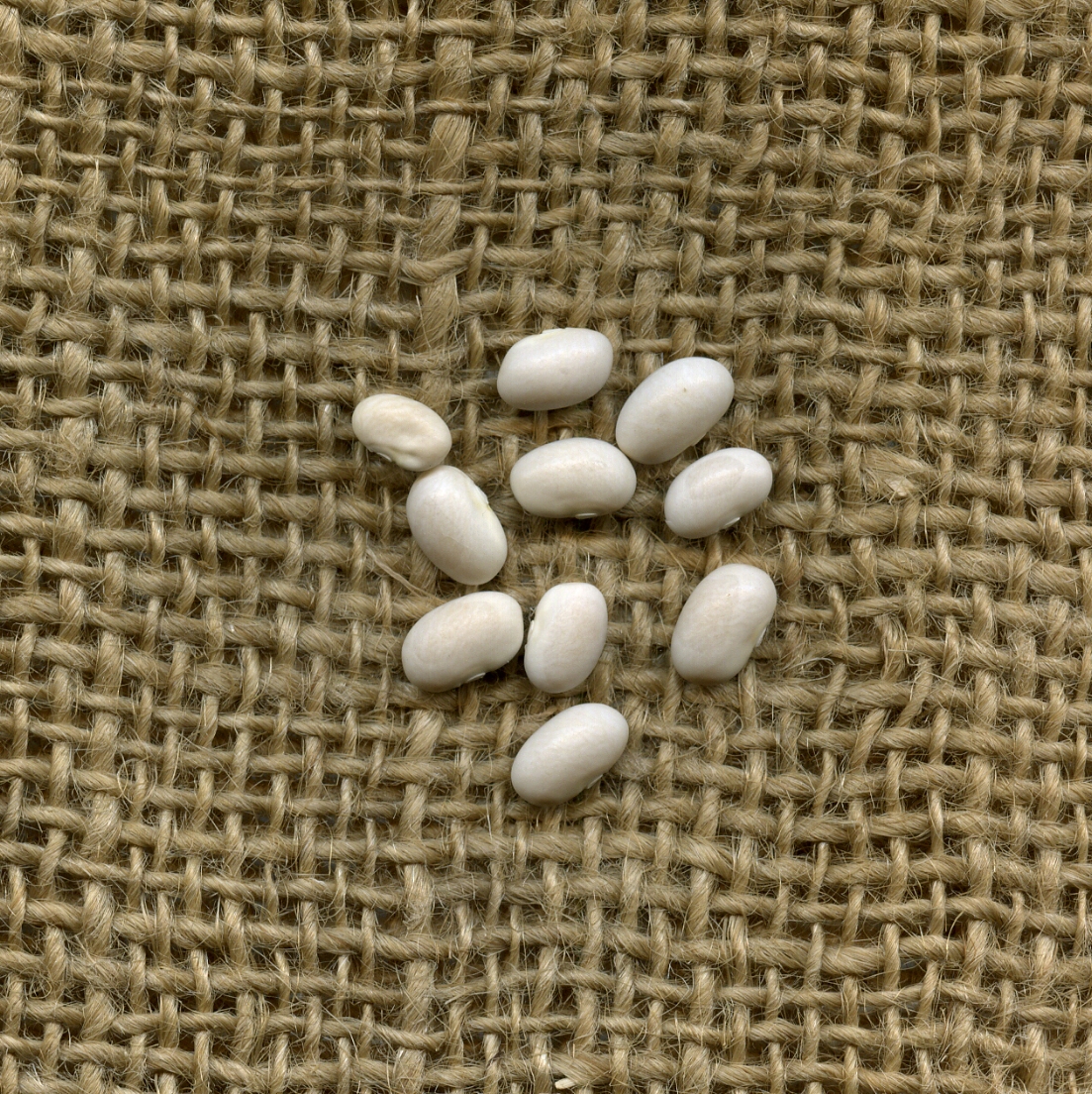 Fagiolo bianco Fluminimaggiore semi