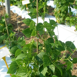 Fagiolo bianco Fluminimaggiore pianta