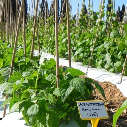 Fagiolo bianco Fluminimaggiore filari