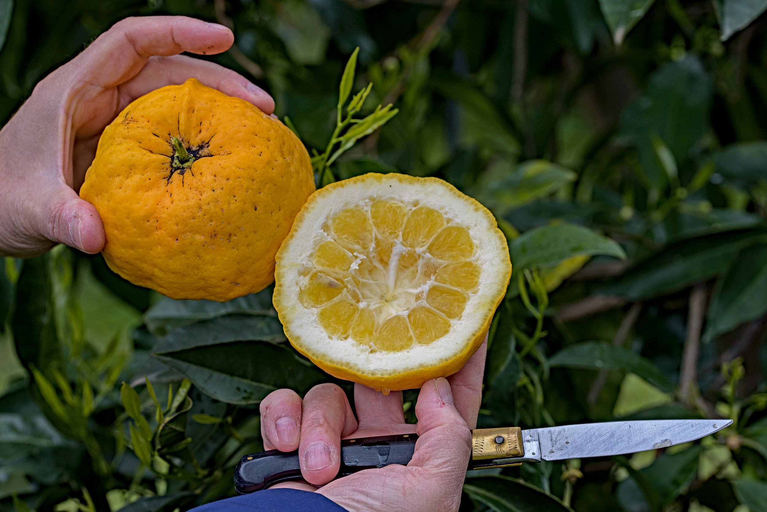 Conservazione, tutela, valorizzazione e diffusione delle risorse genetiche locali