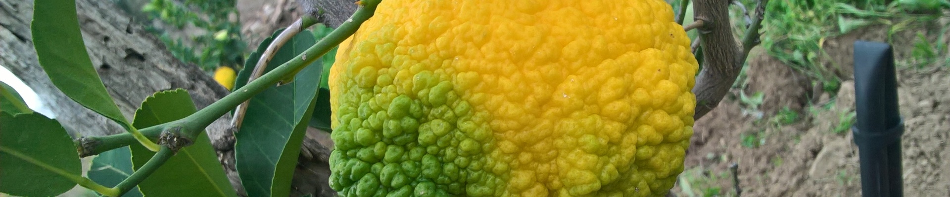 Frutto di Pompìa