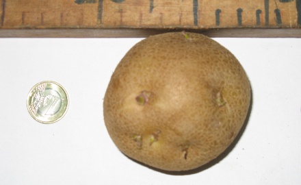 Visualizza la notizia: Patata di Gavoi - Il  ritorno a casa nelle mani degli Agricoltori Custodi. Visualizza la notizia: Patata di Gavoi - Il  ritorno a casa nelle mani degli Agricoltori Custodi.