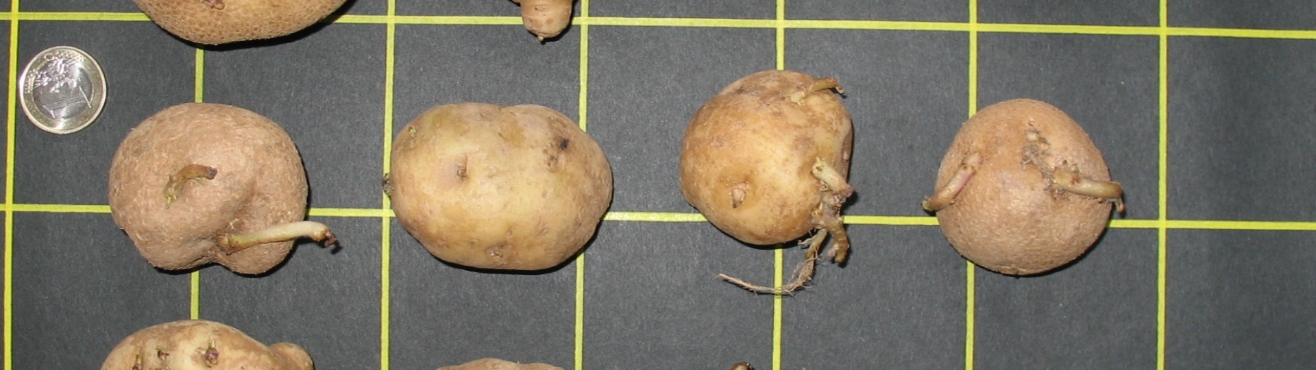 Patata di Gavoi