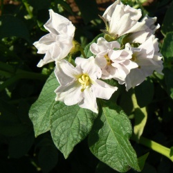 fiori di Patata di Gavoi