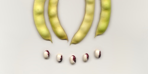 Brent'e Monza baccelli e semi secchi