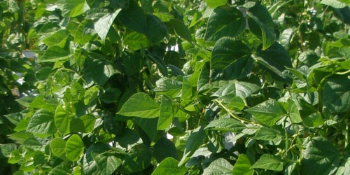 Brent'e Monza pianta