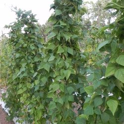 Brent'e Monza filare