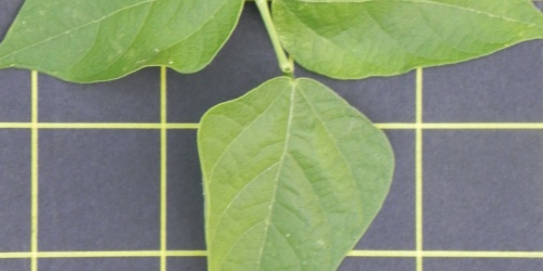 Brent'e Monza foglie