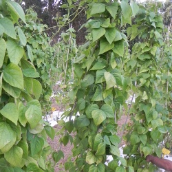 Brent'e Monza filare