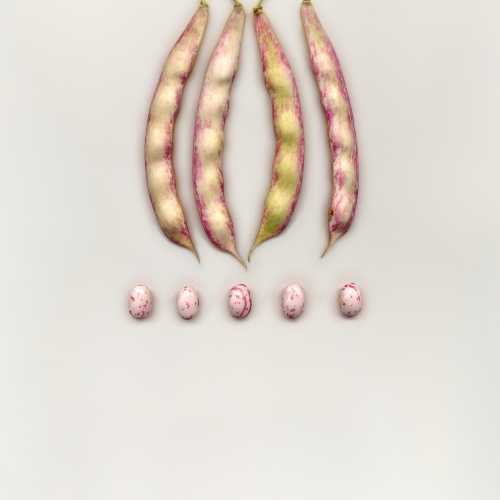 Faita Murra baccelli e semi