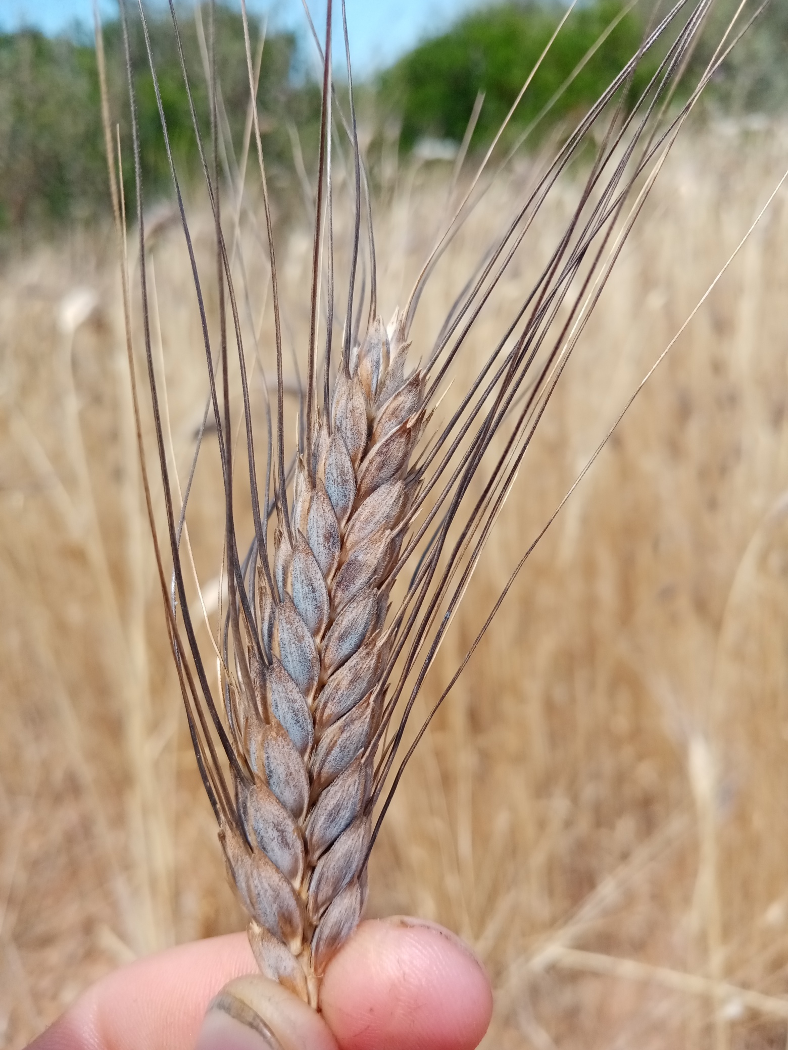 Conservazione, tutela, valorizzazione e diffusione delle risorse genetiche locali