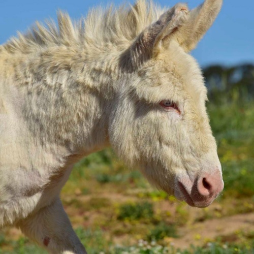 Arzachena, asino dell'Asinara. Primo piano
