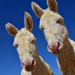 Arzachena, asino dell'Asinara. Due esemplari visti dal basso