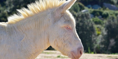 Arzachena, asino dell'Asinara. Particolare della testa