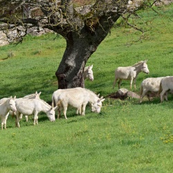 Foresta Burgos, asino dell'Asinara. Gruppo di esemplari al pascolo