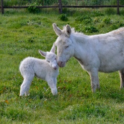 Foresta Burgos, asino dell'Asinara. Una mamma con l'asinello