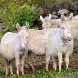 Foresta Burgos, asino dell'Asinara. Gruppo di adulti al pascolo
