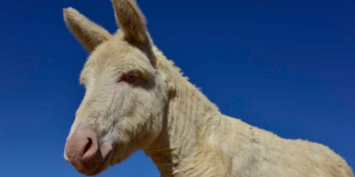 Arzachena, asino dell'Asinara. Primo piano