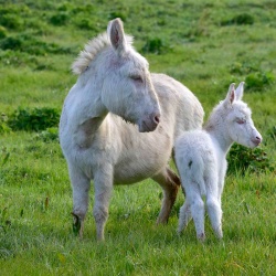 Foresta Burgos, asino dell'Asinara. Adulto con l'asinello