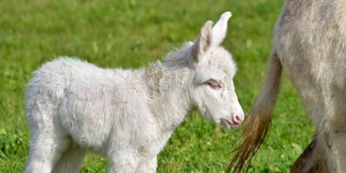 Foresta Burgos, asino dell'Asinara. Primo piano di un asinello