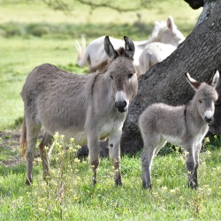 Foresta Burgos, asino sardo. Piccolo con la madre