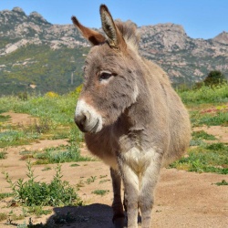 Arzachena, asino sardo. Una femmina in gravidanza