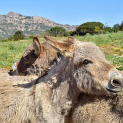 Arzachena, asino sardo. Toilettatura reciproca