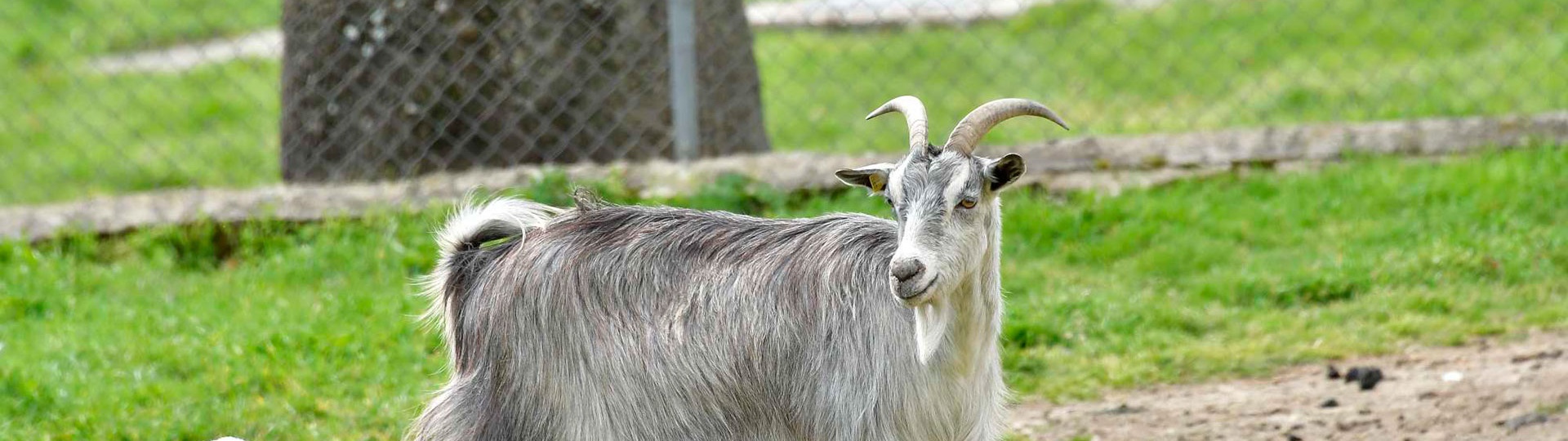 Foresta Burgos, capra sarda. Adulto con capretto