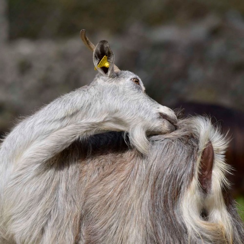 Foresta Burgos, capra sarda. Particolare durante la toilettatura