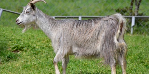 Foresta Burgos, capra sarda. Vista laterale