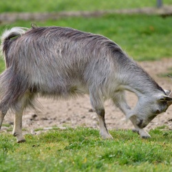 Foresta Burgos, capra sarda. Veduta laterale di un esemplare adulto