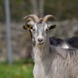 Foresta Burgos, capra sarda. Primo piano di un adulto