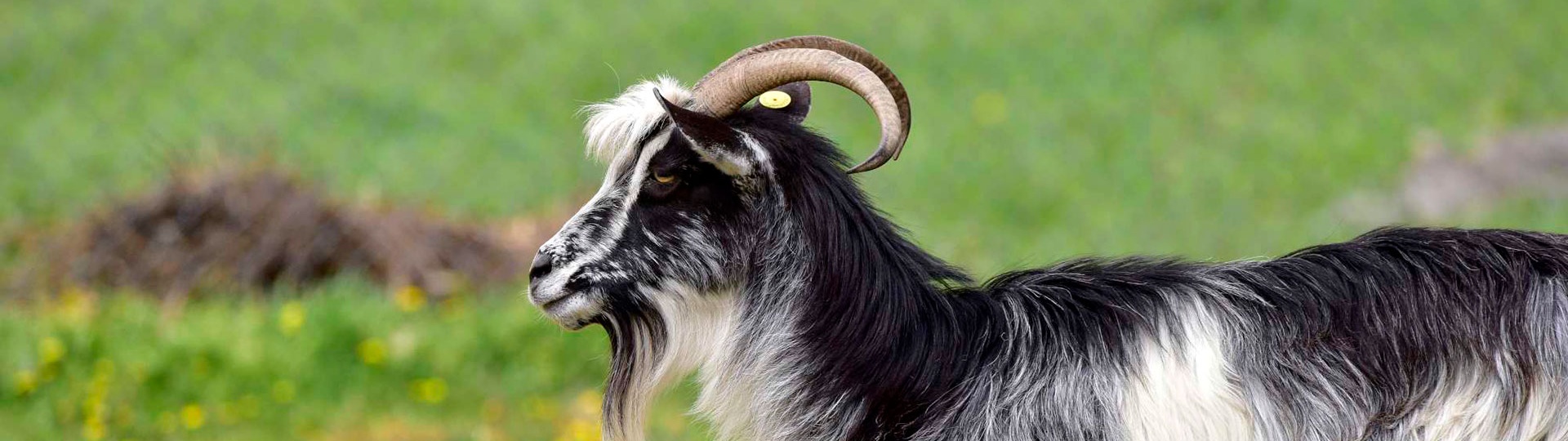 Foresta Burgos, capra sarda primitiva. Veduta laterale